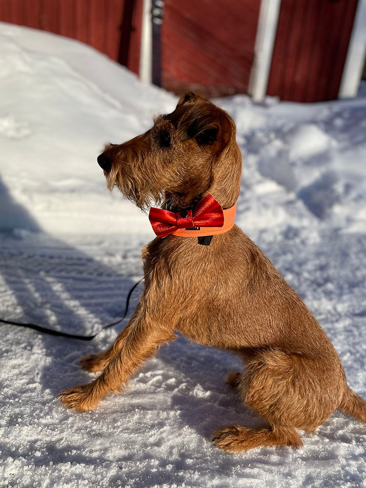 Pihla-terrierillä Black Diamond -nousukarvasta käsin tehty puna-oranssi-raitainen rusetti